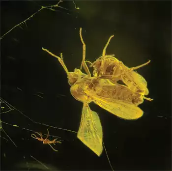 Biting midges copulating 45 million years ago were caught in resin