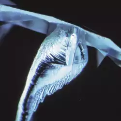 2. Chip on the girdle of a diamond, situated where the girdle is thin. Thin or sharp-edged girdles are potential damage zones.