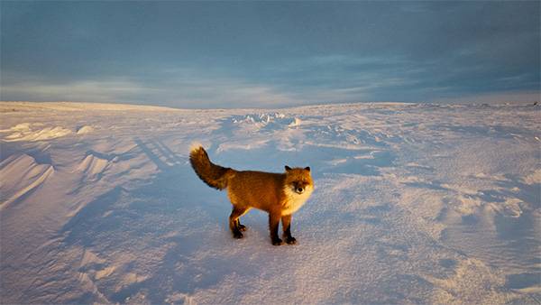 NDC campaign fox