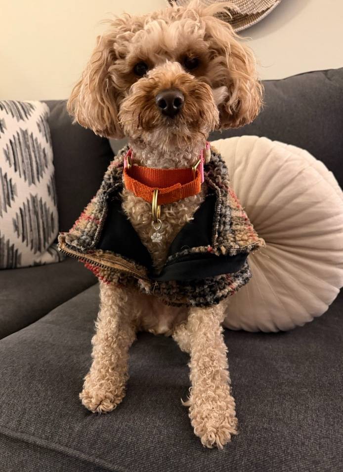 A brown poodle wearing an orange collar and a plaid jacket sits on a grey couch.