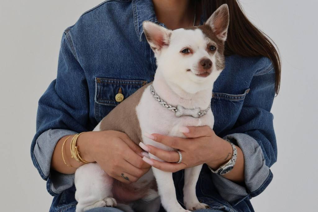 A person in a denim jacket holding a chihuahua wearing a rhinestone collar with a bone charm.